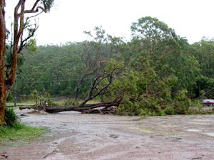 Trees down at Port Stephens