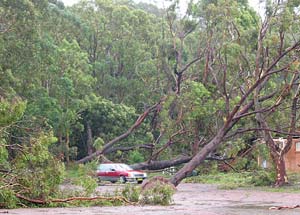 Storm damage at Port Stephens