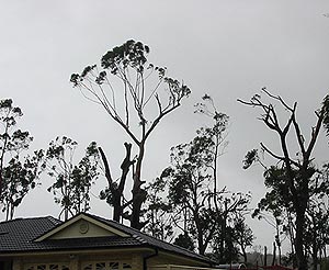 Trees denuded