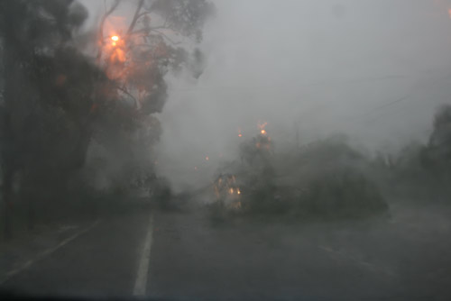 A tree across the road at Moorebank