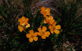 Wildflowers near Thredbo