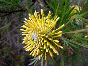 Isopogon