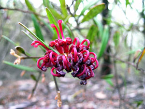 grevillea