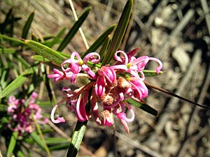 Grevillea sp